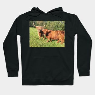 Scottish Highland Cattle Cow and Calf 2110 Hoodie